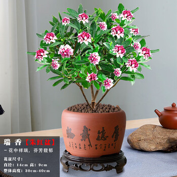 金边瑞香盆栽耐寒浓香型花卉带花苞绿植老桩室内好养盆景开花植物 12