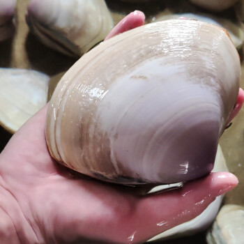 鲜活海蚌海蚌500g活鲜贝类鸡汤汆海蚌西施舌煲汤炖汤佳品500g单粒56两
