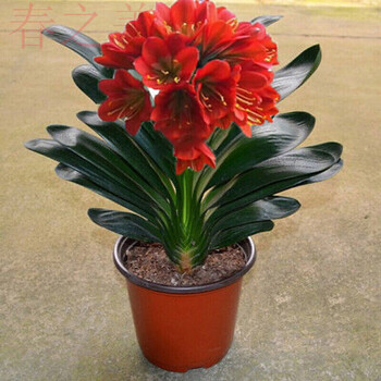 君子兰花君子兰盆栽君子兰苗四季常青植物蝴蝶兰花绿炫红君子兰用肥包