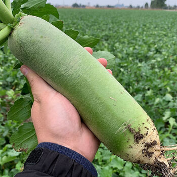 青萝卜露头青萝卜水果青萝卜10斤青头沙窝脆甜萝卜23斤大小混装