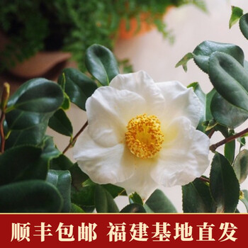 稀有名贵日本鱼尾椿山茶花盆栽四季室内花卉植物带花苞茶花苗树苗四季