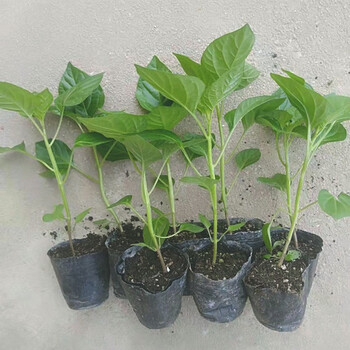 细辛广西七彩椒苗食用泡椒五彩辣椒苗蔬菜苗盆栽常绿观赏可食用四季