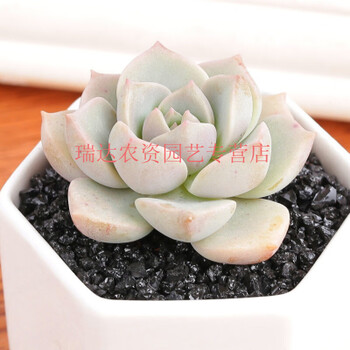 多肉植物组合薄叶蓝鸟绿植肉肉办公桌多肉白牡丹3 4cm单株不含盆 图片价格品牌报价 京东