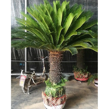 大型室外盆栽花卉小铁树 铁树开花高杆铁树会 铁树盆景铁树苗植物
