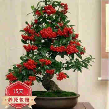 意轩火棘苗 火棘树苗火棘沙棘盆景盆栽树桩观果植物阳 3年苗(当年结果带土球发)