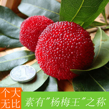 正宗云南新鲜东魁杨梅现摘黑炭杨梅3斤特级大果荸荠杨梅3斤