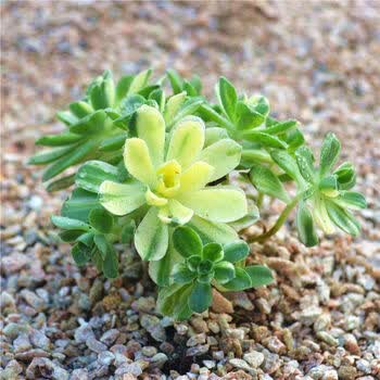 花嘟嘟多肉植物蓝石莲桃美人熊童子兰花盆办公室阳台绿植多肉植物小盆栽爱榄锦5 8cm 图片价格品牌报价 京东 花嘟嘟多肉植物蓝石莲桃美人熊童子兰花盆办公室阳台绿植多肉植物小盆栽爱榄锦5 8cm 图片价格品牌报价 京东
