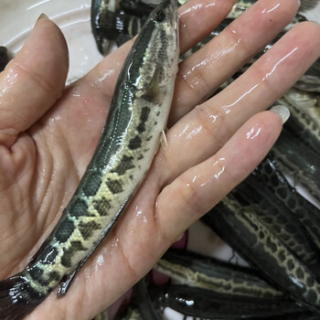 鱼苗批发大黑鱼 生鱼苗 乌鱼苗 财鱼苗 蛇头鱼 乌棒鱼苗淡水养殖 黑鱼