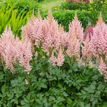 绿园花开盆栽落新妇种球裸根苗络新妇庭院宿根耐寒耐阴花卉包对版