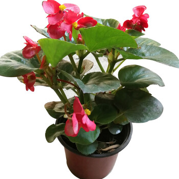 大花四季海棠盆栽带花玻璃翠大叶秋海棠花阳台庭院地栽景观花大花海棠