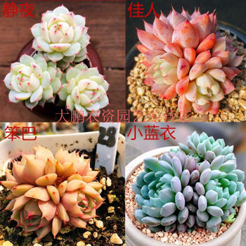 多肉唐印多肉多肉植物绿植花卉稀有球松彩虹新花月锦多肉多头 静夜 佳人 笨巴 小蓝衣 不含盆 图片价格品牌报价 京东 多肉唐印多肉多肉植物绿植花卉稀有球松彩虹新花月锦多肉多头 静夜 佳人 笨巴 小蓝衣 不含盆 图片价格品牌报价 京东