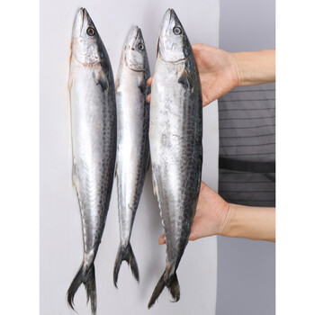 3斤共23条装新鲜燕鲅鱼马鲛鱼大连海鲜 海鱼鲜活冷冻大鲅鱼