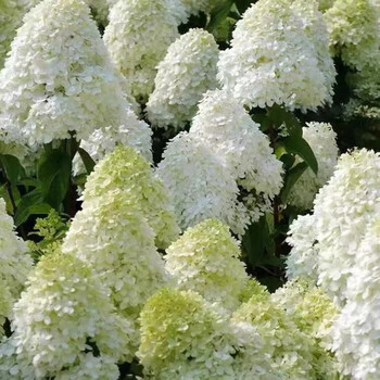 石灰灯 圆锥绣球苗  盆栽大花乔木绣球耐寒耐晒庭院地栽花卉绿植