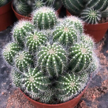 卉双金冠银冠开花仙人球仙人掌群生球好养室内多肉盆景耐旱群生 银冠