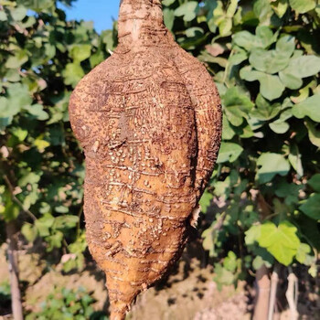 云南新鲜葛根现挖粉葛根天然健康野煲汤微甜回甘生装 精选大葛根5斤