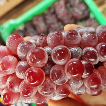 富铭士(f u ming s h i) 新鲜吉娃娃葡萄袖珍小葡萄迷你无籽葡萄生鲜