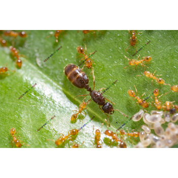 蚂蚁队长迷你小家蚁迷你火宠物蚂蚁活体科普教学蚂蚁城堡迷你宠物50后