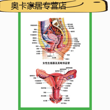 人體器官結構掛圖人體內臟結構解剖示意圖醫學宣傳掛圖人體器官心臟