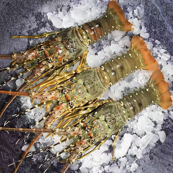 拾茗集 新鲜现冻小青龙青鲜活冻生冻 锦绣龙虾澳洲龙虾花龙龙虾仔