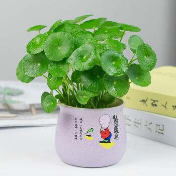 铜钱草水培植物办公室桌面盆栽金钱草花卉室内水养绿植随缘也