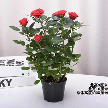 2021年10月21日更新【万能白菜价】的图片 第7张