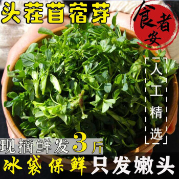 阿树尚【顺丰鲜摘】苜蓿芽新鲜食用现摘苜蓿菜草头农家现挖野菜苜蓿菜 正选二斤装