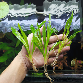 鱼缸皇冠水草大叶九冠红九冠花剑红玫瑰乌拉圭旦叶青旦红旦小水兰 浅