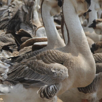 汕头狮头鹅活苗特大种正宗朗德大头鹅灰鹅幼崽小鹅 潮汕正宗狮头鹅(单