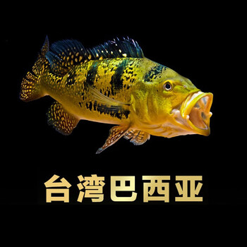 黄金巴西亚鱼活体三间鱼红龙鱼金龙鱼配鱼巴西亚大型热带观赏鱼精选