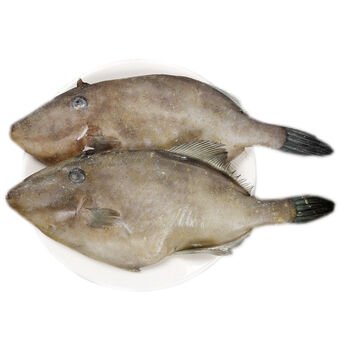 耗儿鱼新鲜剥皮鱼鲜活冷冻马面鱼特大扒皮鱼海鲜水产火锅 1条装【鲜活