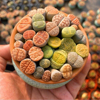 生石花整盆多肉植物组合盆栽石头花屁股花屁屁花含盆含土双色陶瓷2年