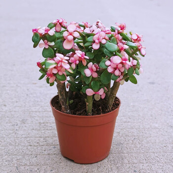 现货直发金玉满堂多肉植物仙人掌室内盆栽客厅吸甲醛绿植花卉新手好养