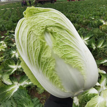 现货直发贵州大白菜包心大娃娃菜打霜黄心白菜现摘农家新鲜蔬菜新鲜