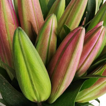 罗宾娜多头a10枝扎90cm红色