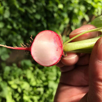 紅蘿蔔室外庭院陽臺種植種子蔬菜瓜果籽 櫻桃蘿蔔2000粒【2件送化肥】