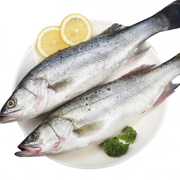 【规格齐全】海水鲈鱼新鲜海鲜鲜活海水鱼海水捕捞海鲜批发 斓维品 三