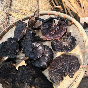 贵州纯野生紫灵芝黑灵芝250克原生态深山采摘 直径2-10厘米