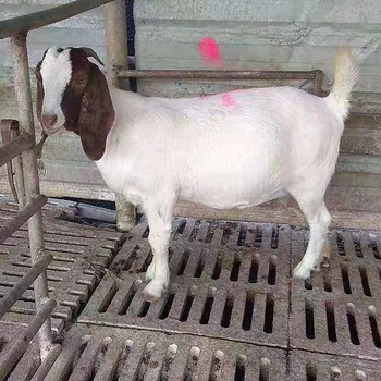 苗武云波尔山羊纯种山羊羊羔青年配种公羊怀孕母羊40斤种羊羊苗头胎