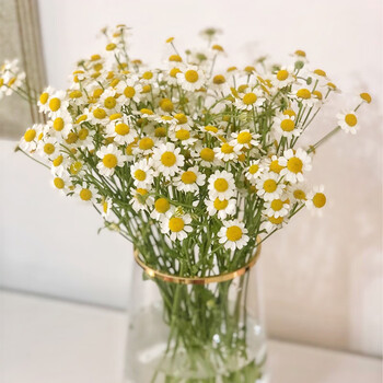 洋甘菊鲜花云南昆明斗南基地直发家庭水养鲜花花材直批 中通二扎洋