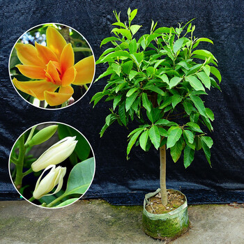 白兰花盆栽嫁接黄角兰黄桷兰白玉兰黄玉兰花苗树苗庭院苗白兰10年树形3cm直径当年开花不含盆 图片价格品牌报价 京东