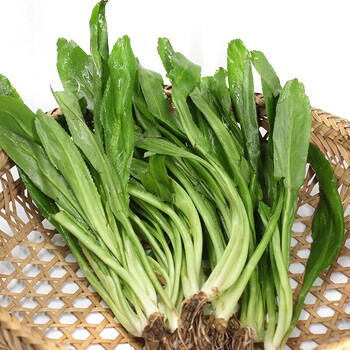 真果沁大香菜新鲜芫茜刺芹芫西泰国冬阴功材料芫荽泰国香菜500g