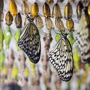 网红蝴蝶蛹活体可孵化认主蝴蝶卵宠物幼虫礼物饲养观察亲人 20只稀有