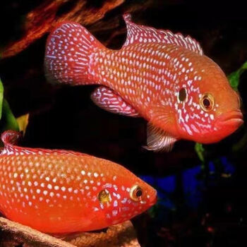 红宝石鱼血钻鱼热带鱼球型三湖慈鲷马鲷科鱼鱼风水鱼活体红宝石1112