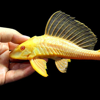 异形清道夫活体豹纹清道夫红龙金龙配鱼工具鱼 (21-23cm)黄金女王  2