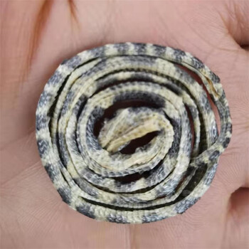 金钱白花蛇小白花蛇银环蛇小幼10条白花蛇泡酒蛇鞭蛇胆五步蛇 图片价格品牌报价 京东 金钱白花蛇小白花蛇银环蛇小幼10条白花蛇泡酒蛇鞭蛇胆五步蛇 图片价格品牌报价 京东