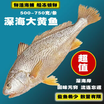 蜜鲜湾品质保证青岛原生大海鱼黄姑鱼金鱼冷冻海鱼鲜活深海鱼深海鱼1条装大黄姑鱼 1 1斤 1 3斤 图片价格品牌报价 京东