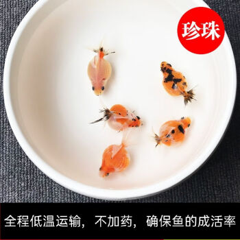 金魚珍珠魚冷水魚鼠頭紅白珍珠金五花珍珠蘭壽苗金魚活體冷水魚精品