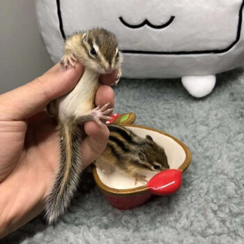 松鼠活物家养小宠物松鼠亲人小宠物温顺可爱适合宿舍家庭饲养宠物送粮