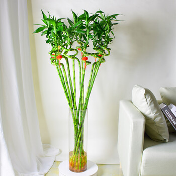 带根转运竹水培富贵竹植物开运竹水养客厅弯竹子盆栽室内植物 约1.