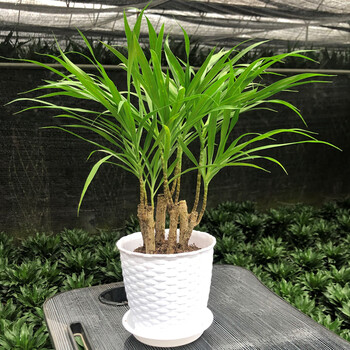 流彗百合竹盆栽大型老桩真绿植室内客厅办公室小苗金心金边造型植物